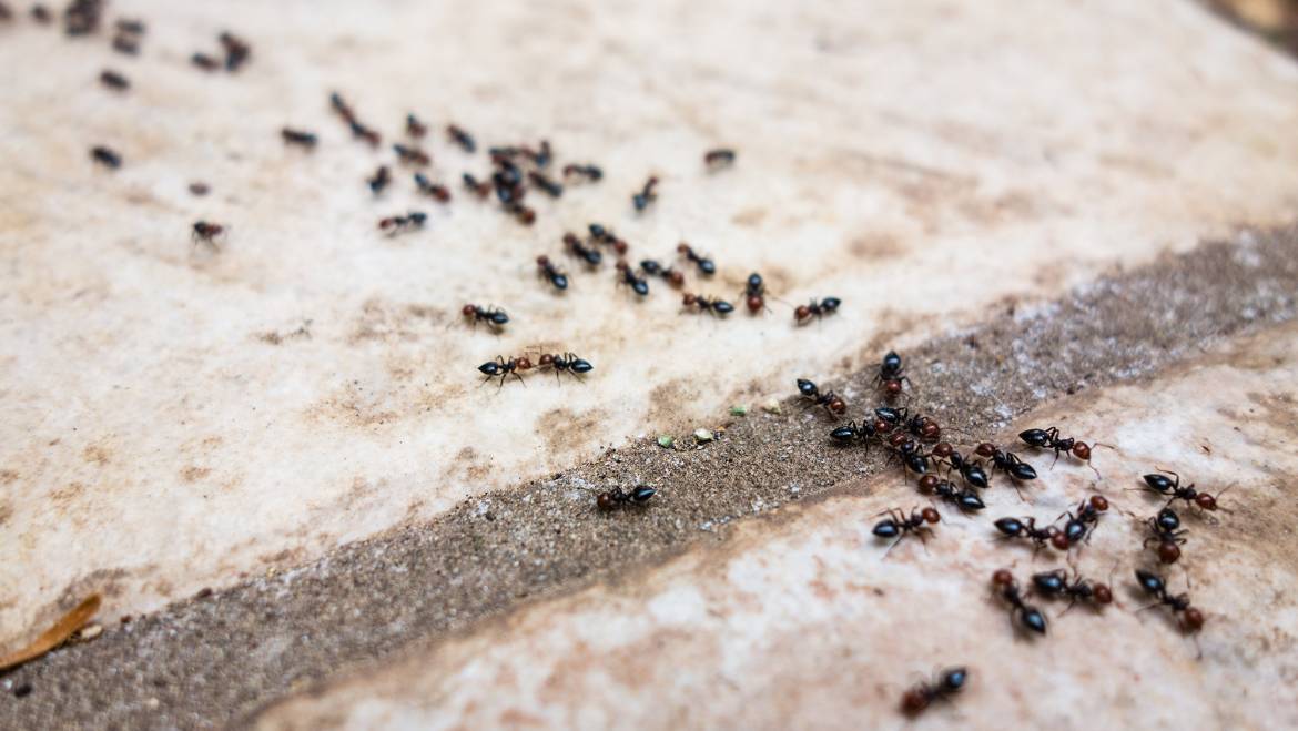Alles was Sie über Ameisen im Haus wissen müssen