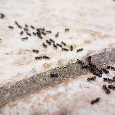 Alles was Sie über Ameisen im Haus wissen müssen
