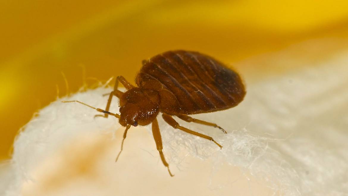 Parasiten