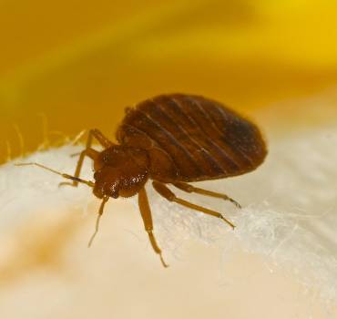 Parasiten