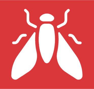 Halmfliegen